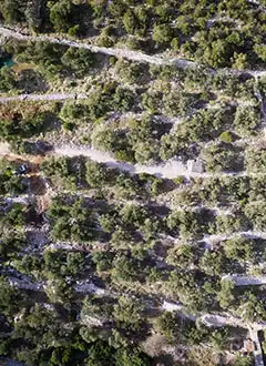 Ulje Ramov - prerada maslina, proizvodnja i prodaja maslinovog ulja