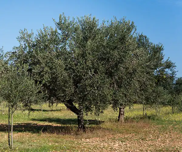 Ulje Ramov - prerada maslina, proizvodnja i prodaja maslinovog ulja