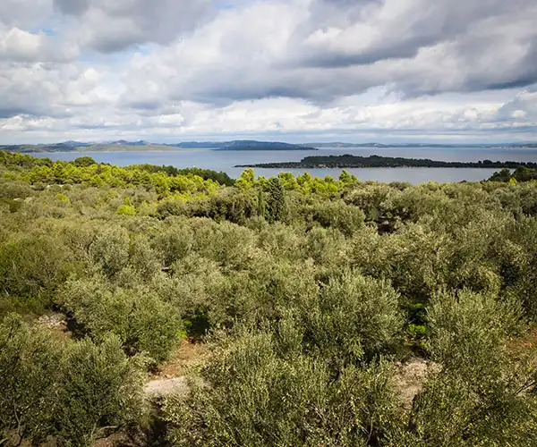 Ulje Ramov - prerada maslina, proizvodnja i prodaja maslinovog ulja