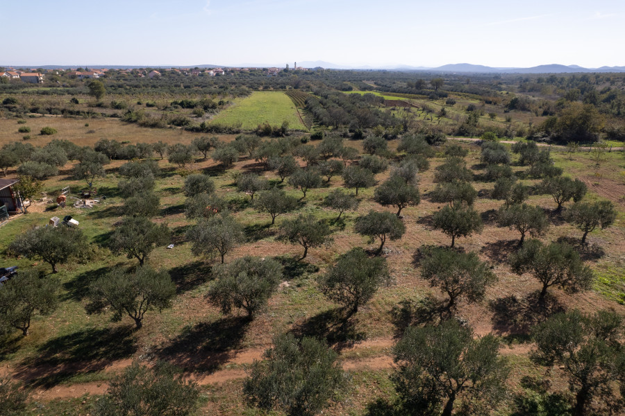 Olive Grove Ravni Kotari